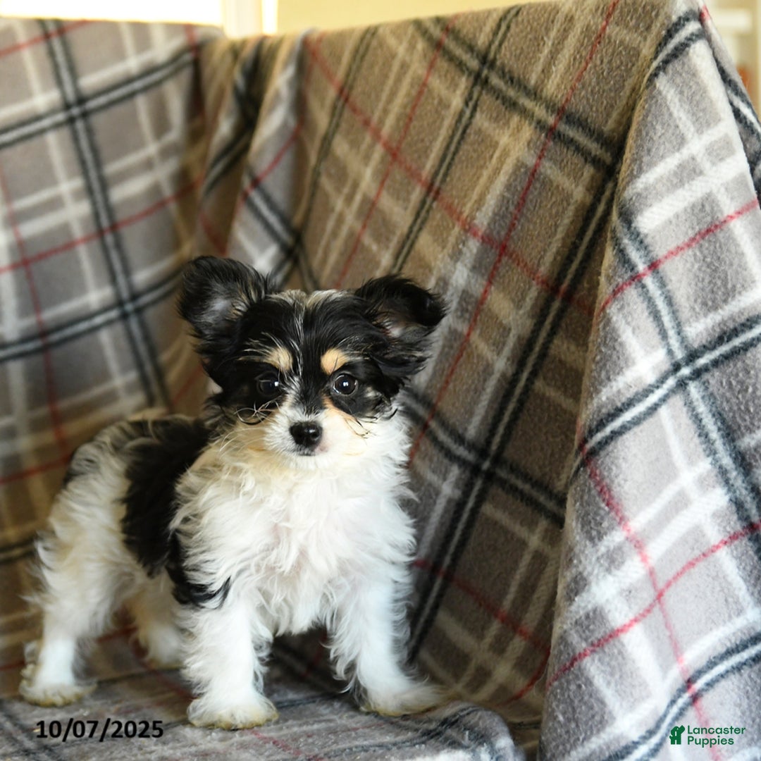 Morkie dogs for sale: Heidi - Ad 3