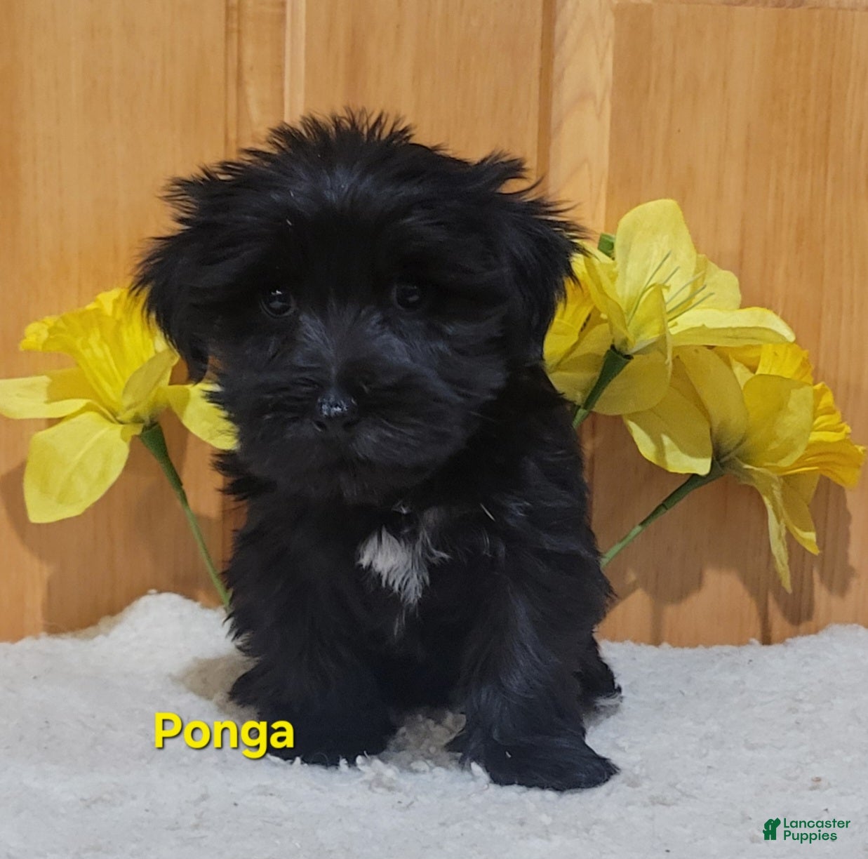 Morkie dogs Ponga - Ad 2