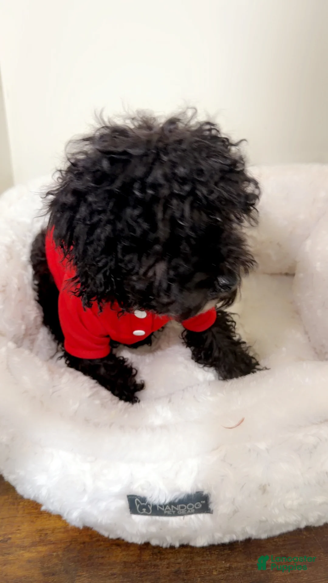 Maltipoo dogs for sale: Rex  - Ad 2
