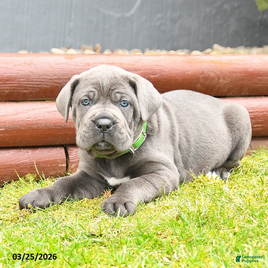 Cane Corso dogs Howdy - Ad 2