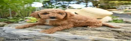 Miniature Poodle dogs for sale: Raspberry - Ad 3