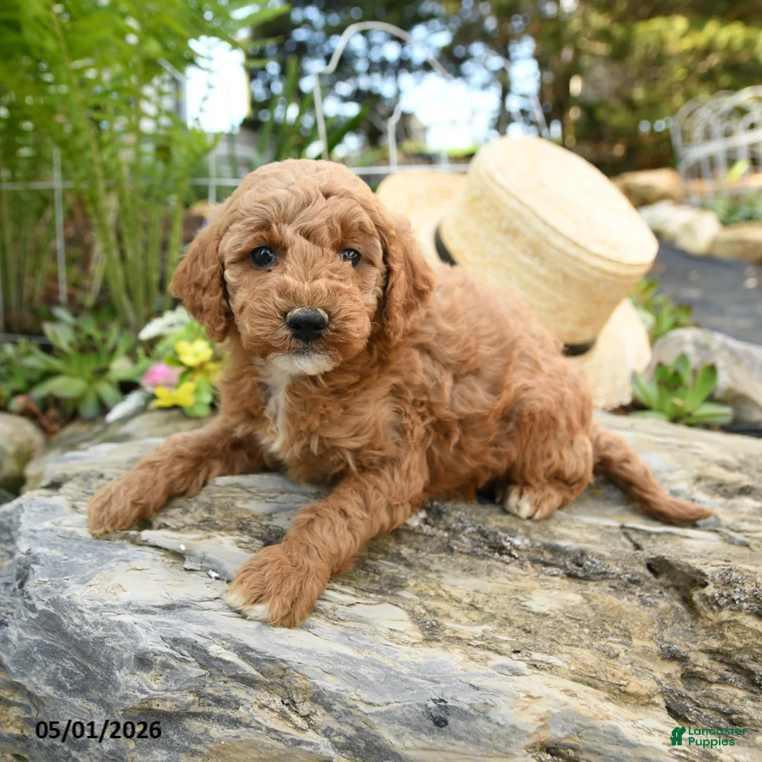 Miniature Poodle dogs for sale: Raspberry - Ad 3