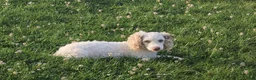Miniature Poodle dogs for sale: Bean - Ad 6