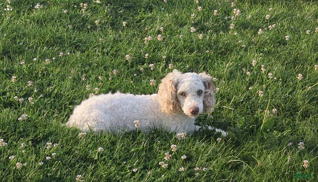 Miniature Poodle dogs for sale: Bean - Ad 6