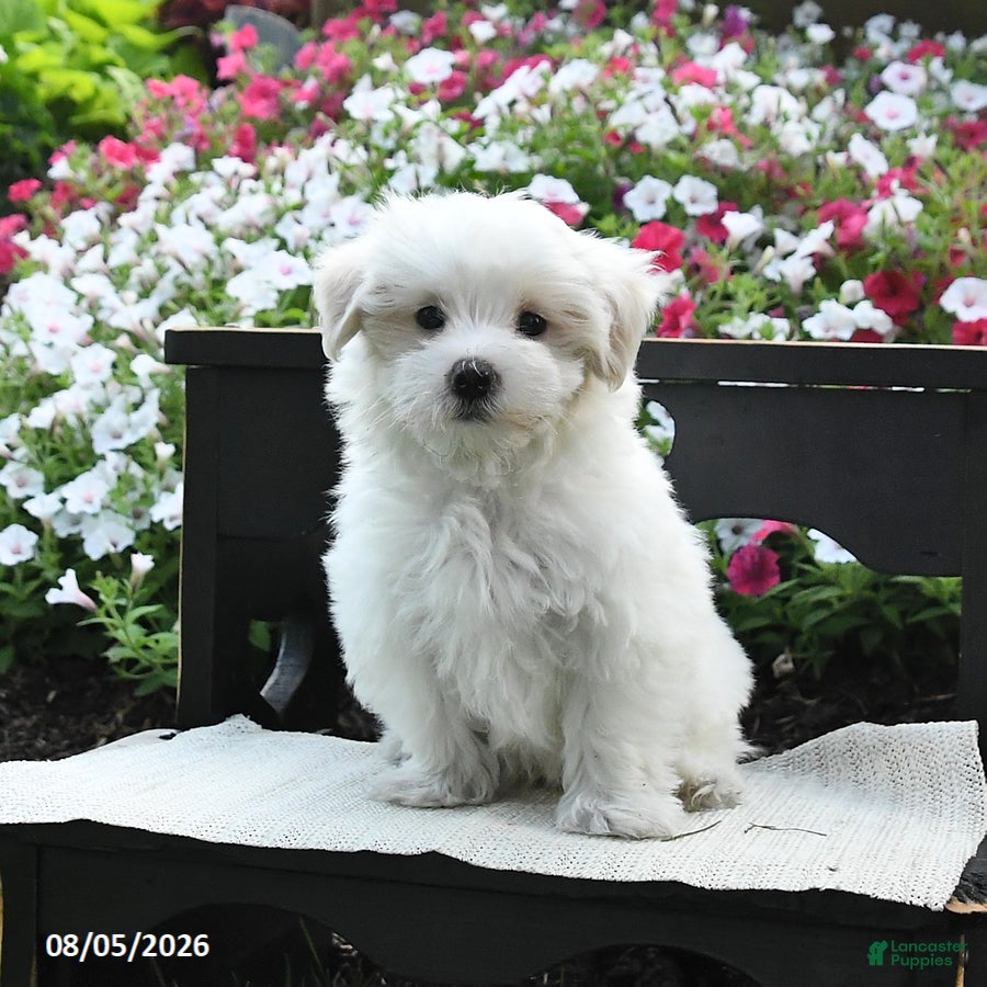 Maltipoo dogs Sunny  - Ad 1