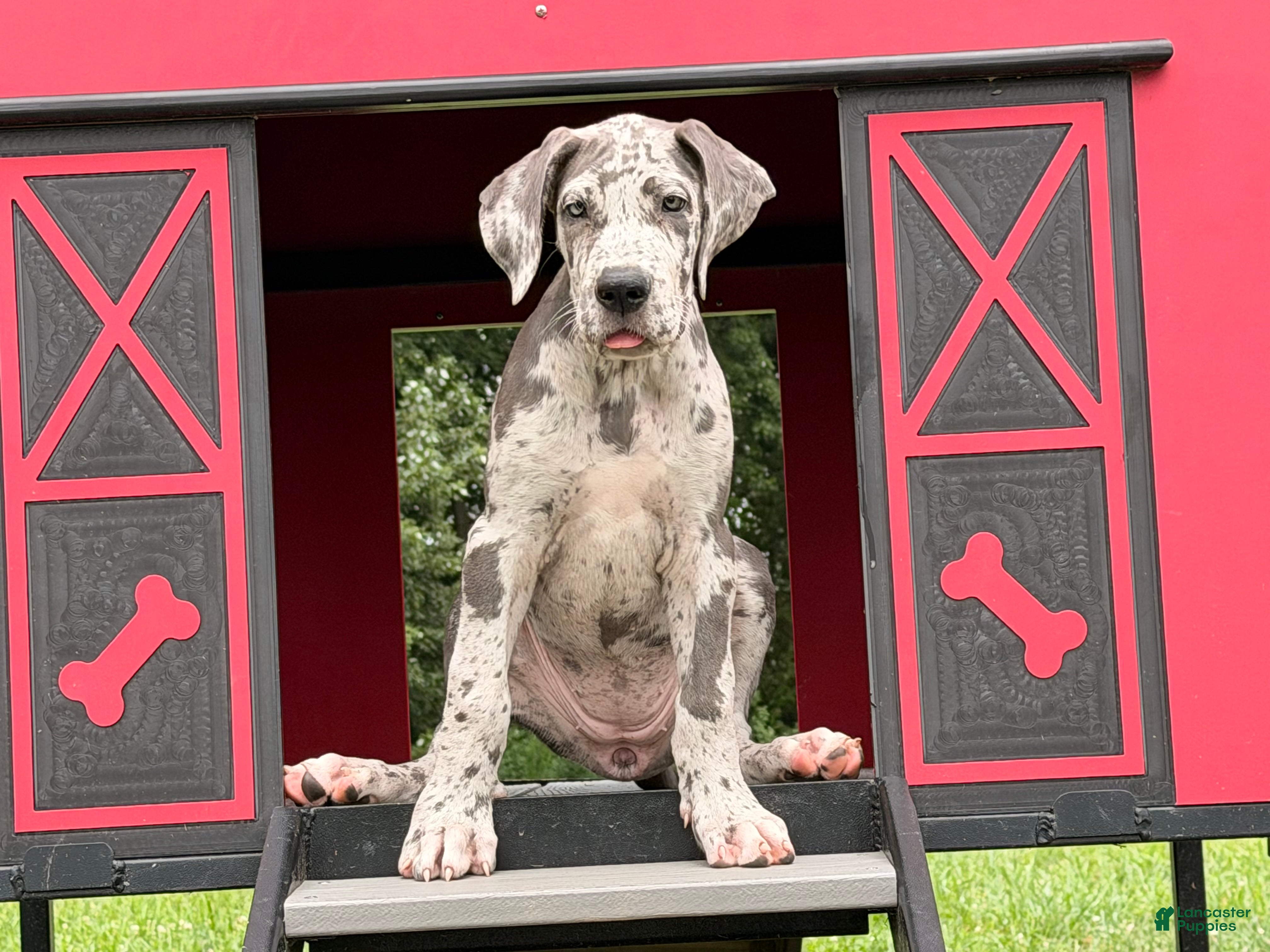 Great Dane dogs Petunia Great Dane  - Ad 1