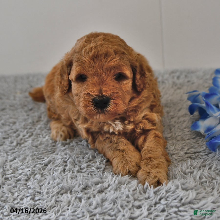 Mini Goldendoodle dogs Simon - Ad 2