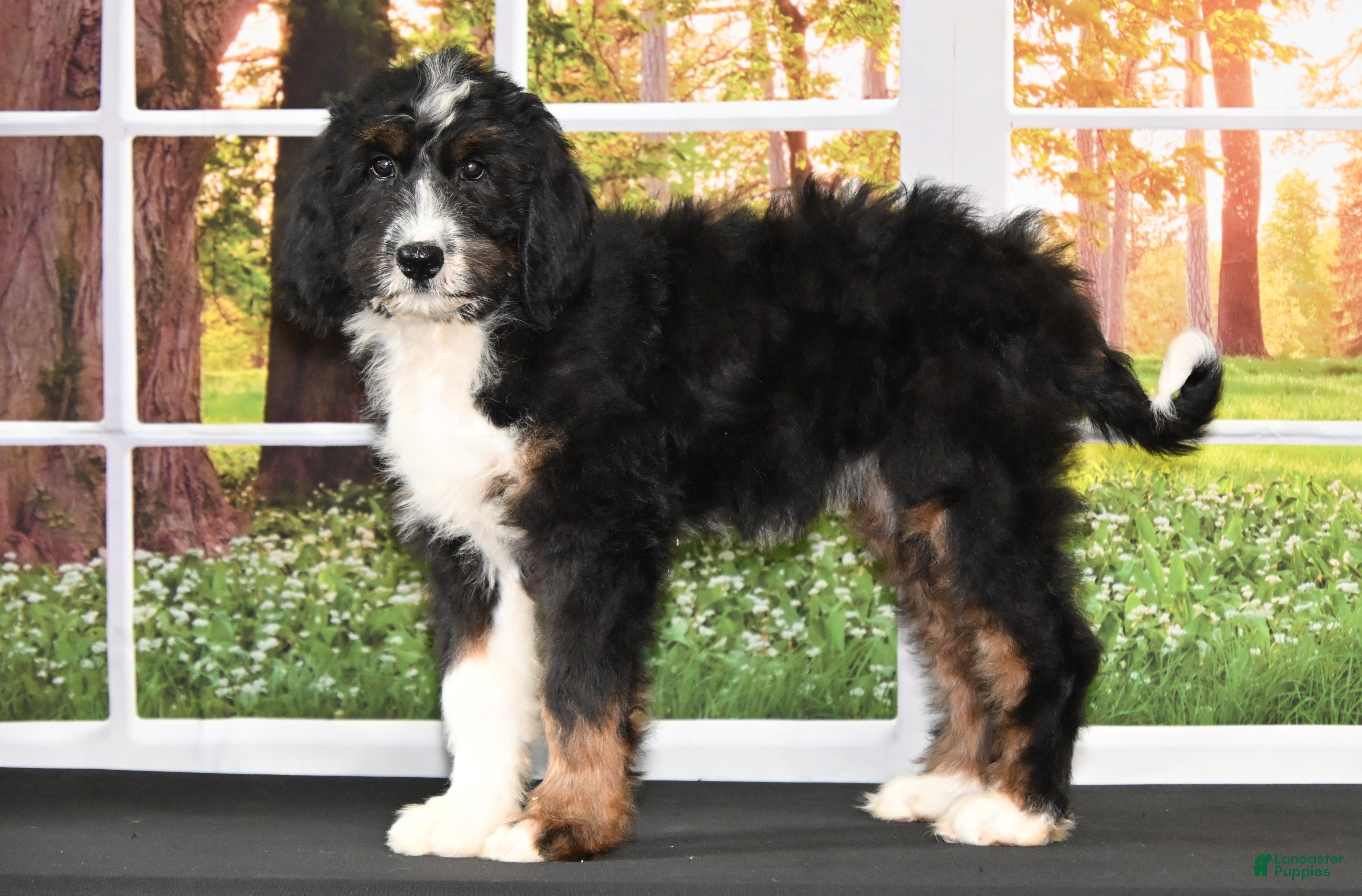 Bernedoodle dogs Dora Bernedoodle 6 - Ad 37