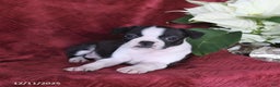 Boston Terrier dogs for sale: Brooklyn - Ad 5