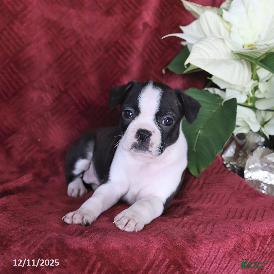 Boston Terrier dogs for sale: Brooklyn - Ad 5
