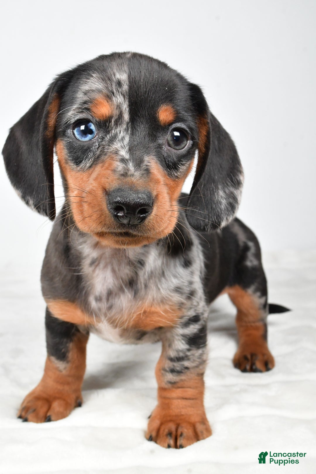 Miniature Dachshund dogs for sale: Sammy - Ad 8