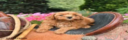 Mini Goldendoodle dogs for sale: Muffin - Ad 5