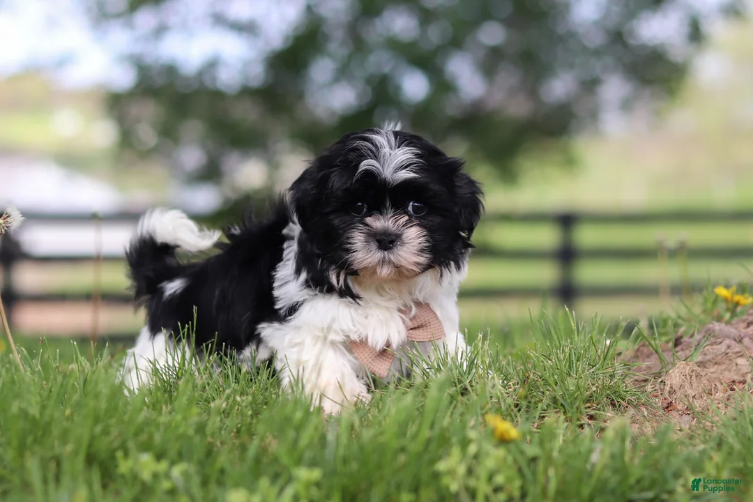Shih Tzu dogs for sale: Jayden - Ad 5
