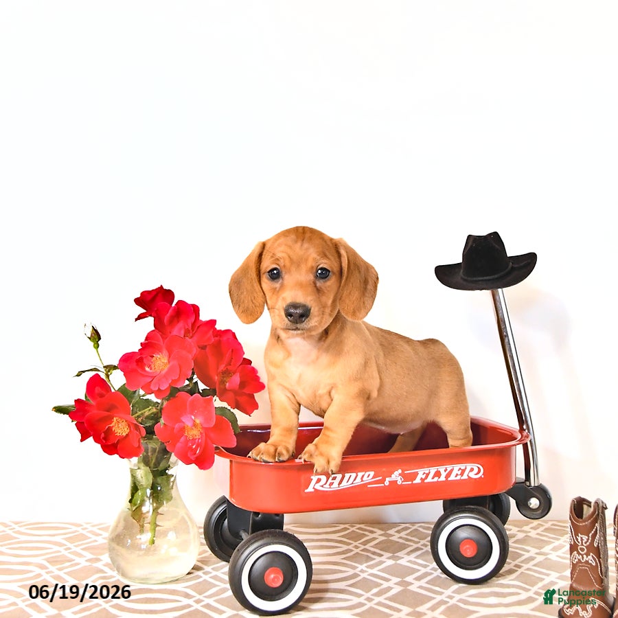Miniature Dachshund dogs Sally - Ad 1