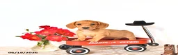 Miniature Dachshund dogs for sale: Sally - Ad 1