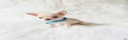 Chihuahua dogs for sale: Louie - Ad 7