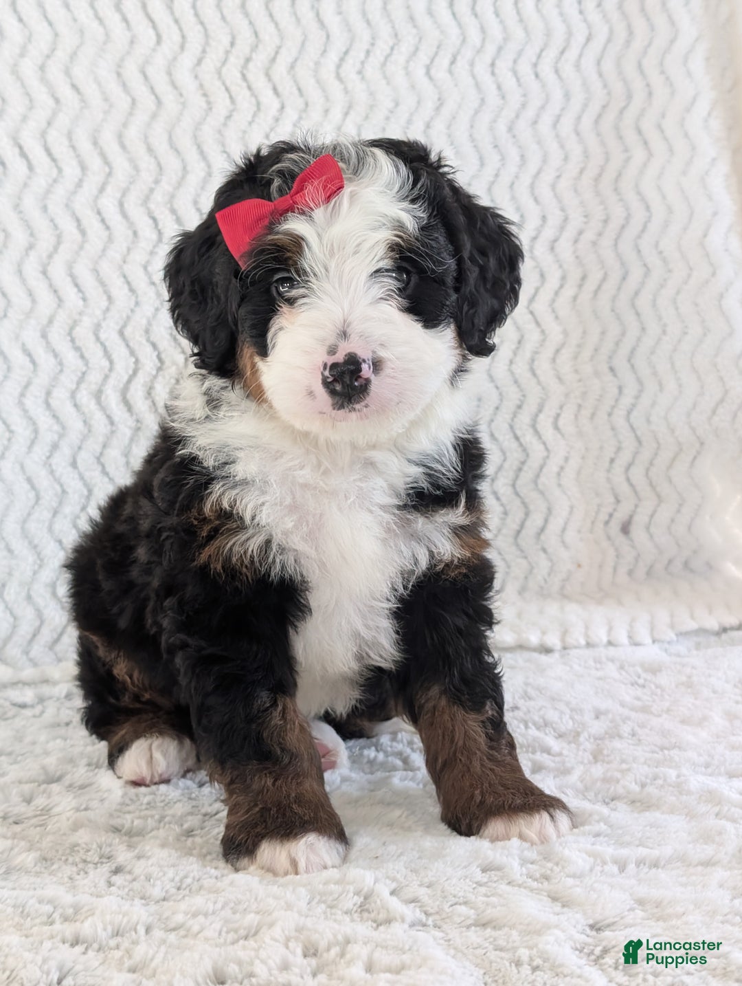 Mini Bernedoodle dogs for sale: Mini Jamie  - Ad 6