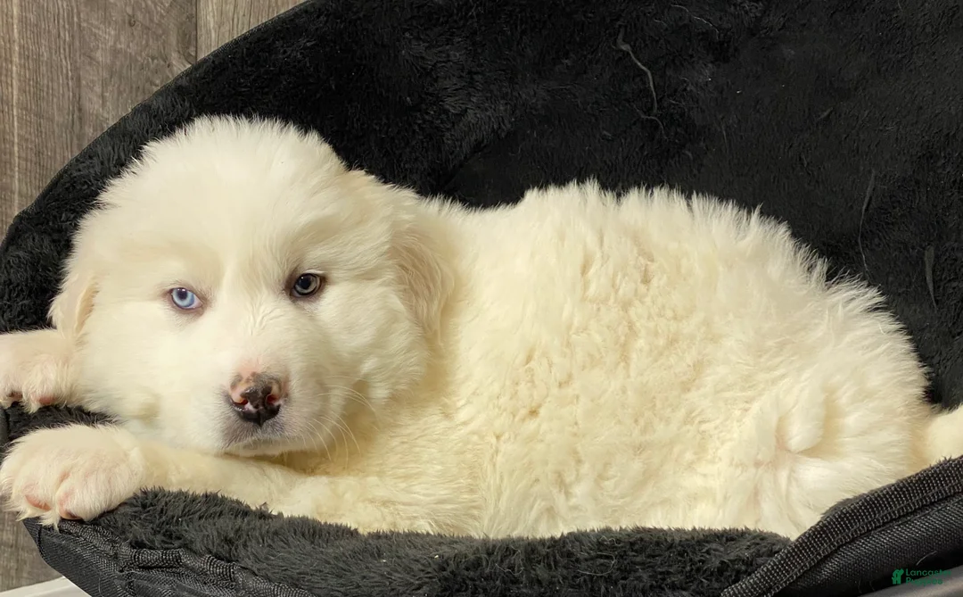 Great Pyrenees dogs for sale: Gunner  - Ad 3