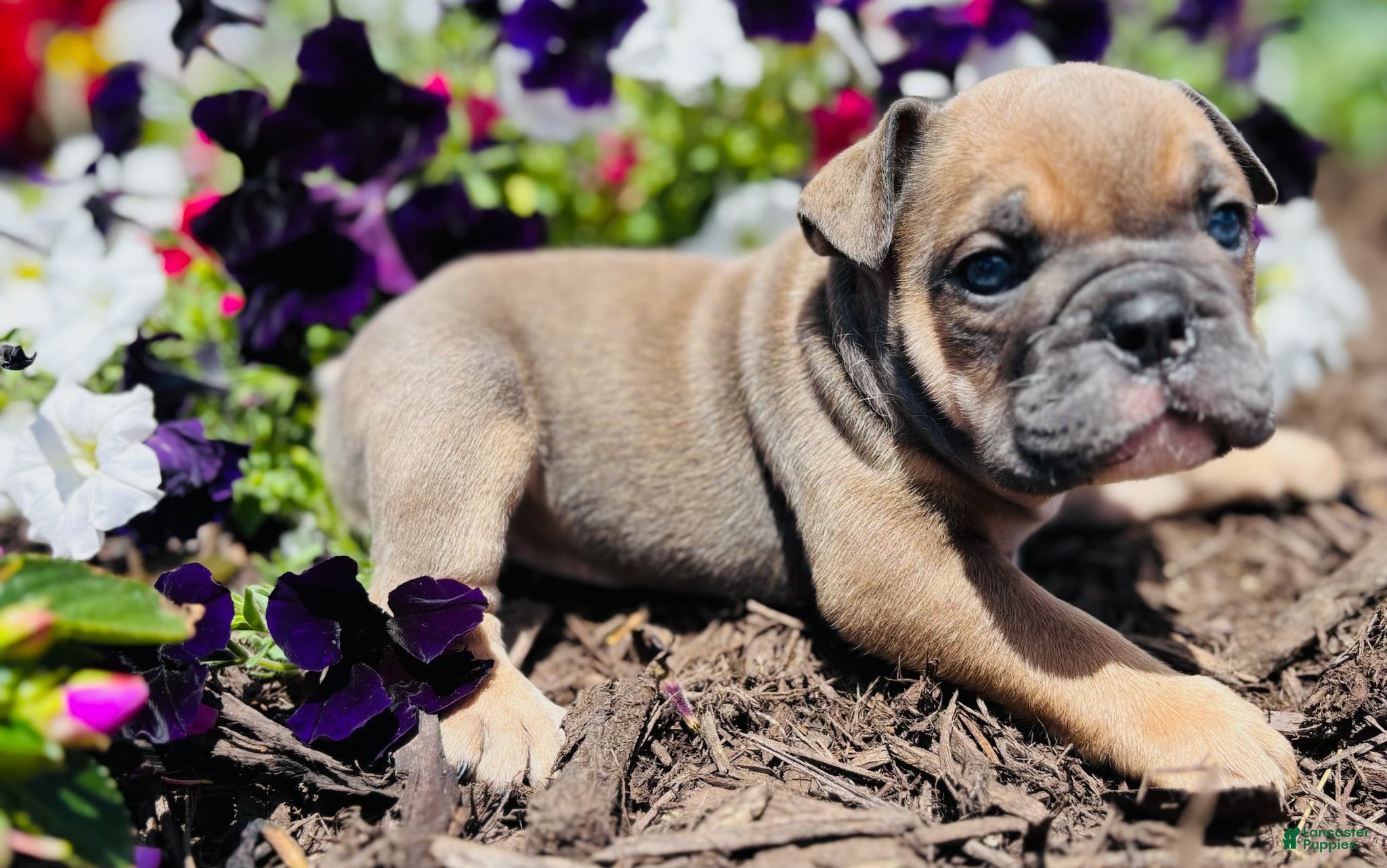 English Bulldog dogs Natalie - Ad 2