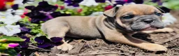 English Bulldog dogs for sale: Natalie - Ad 2