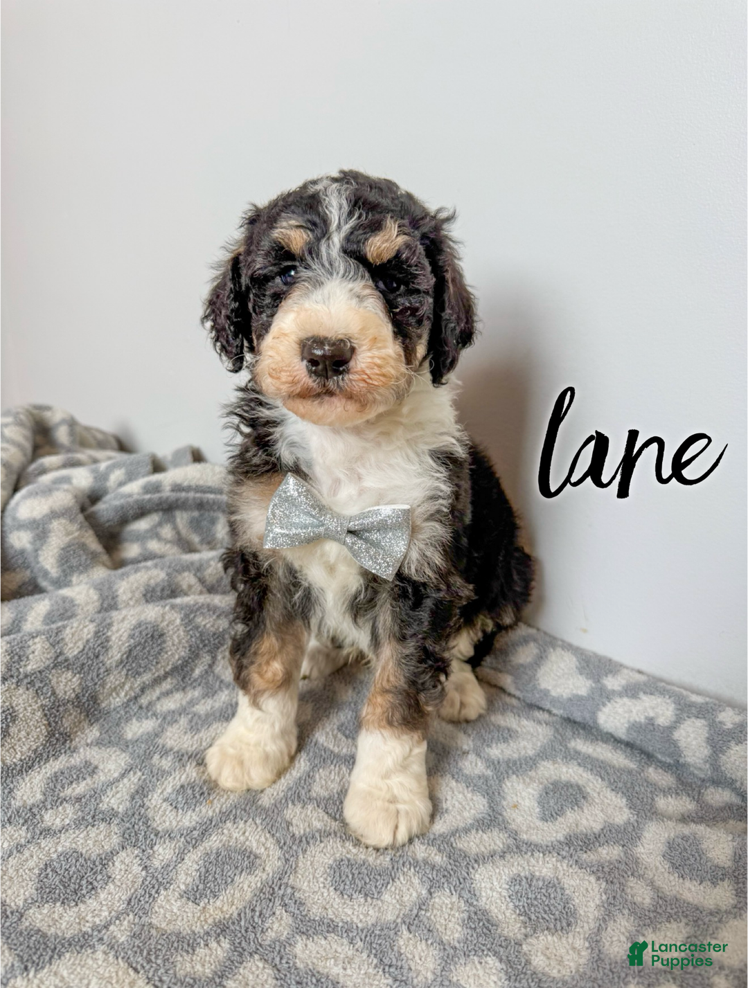 Aussiedoodle dogs for sale: Lane - Ad 1