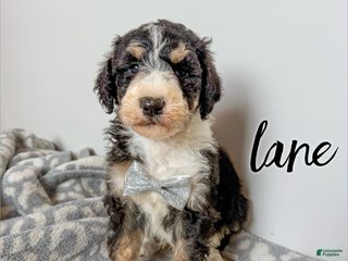 Aussiedoodle dogs Lane - Ad 26