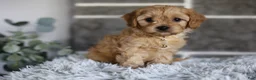 Cavapoo dogs for sale: Biscuit - Ad 13