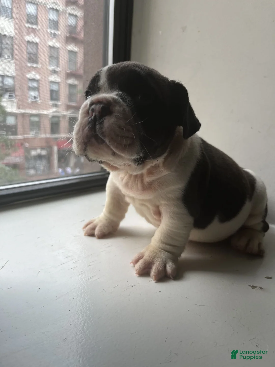 Mixed Breed dogs for sale: CHARLES - Ad 1