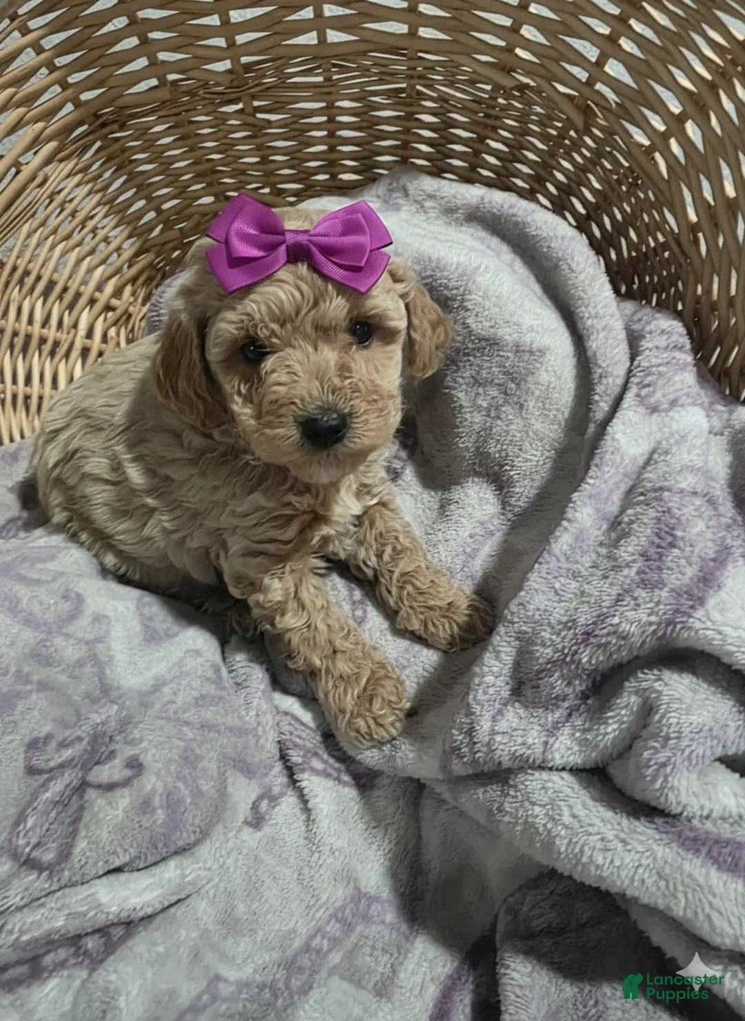 Cavapoo dogs for sale: Saddie - Ad 1