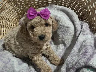 Cavapoo dogs for sale: Saddie - Ad 2