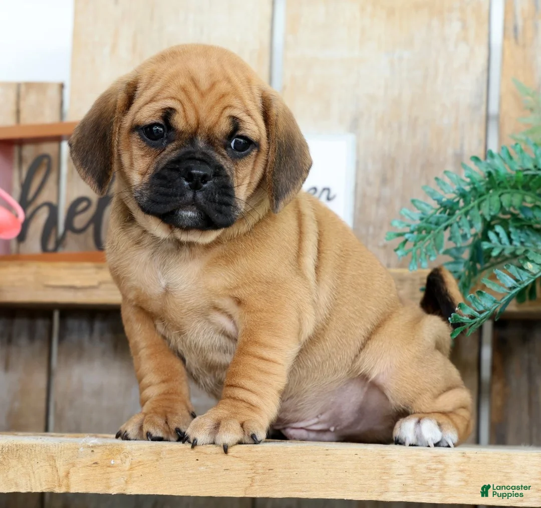 Puggle dogs for sale: Benny - Ad 2