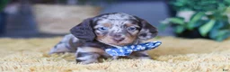 Miniature Dachshund dogs for sale: Frankfurter - Ad 4