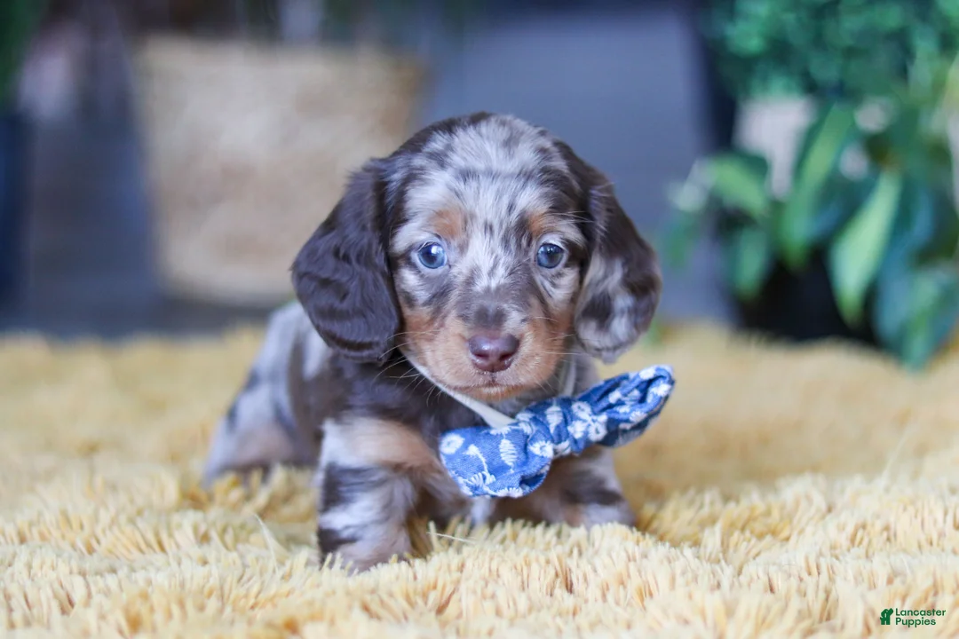 Miniature Dachshund dogs for sale: Frankfurter - Ad 4