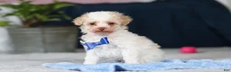 Toy Poodle dogs for sale: Crisco - Ad 3