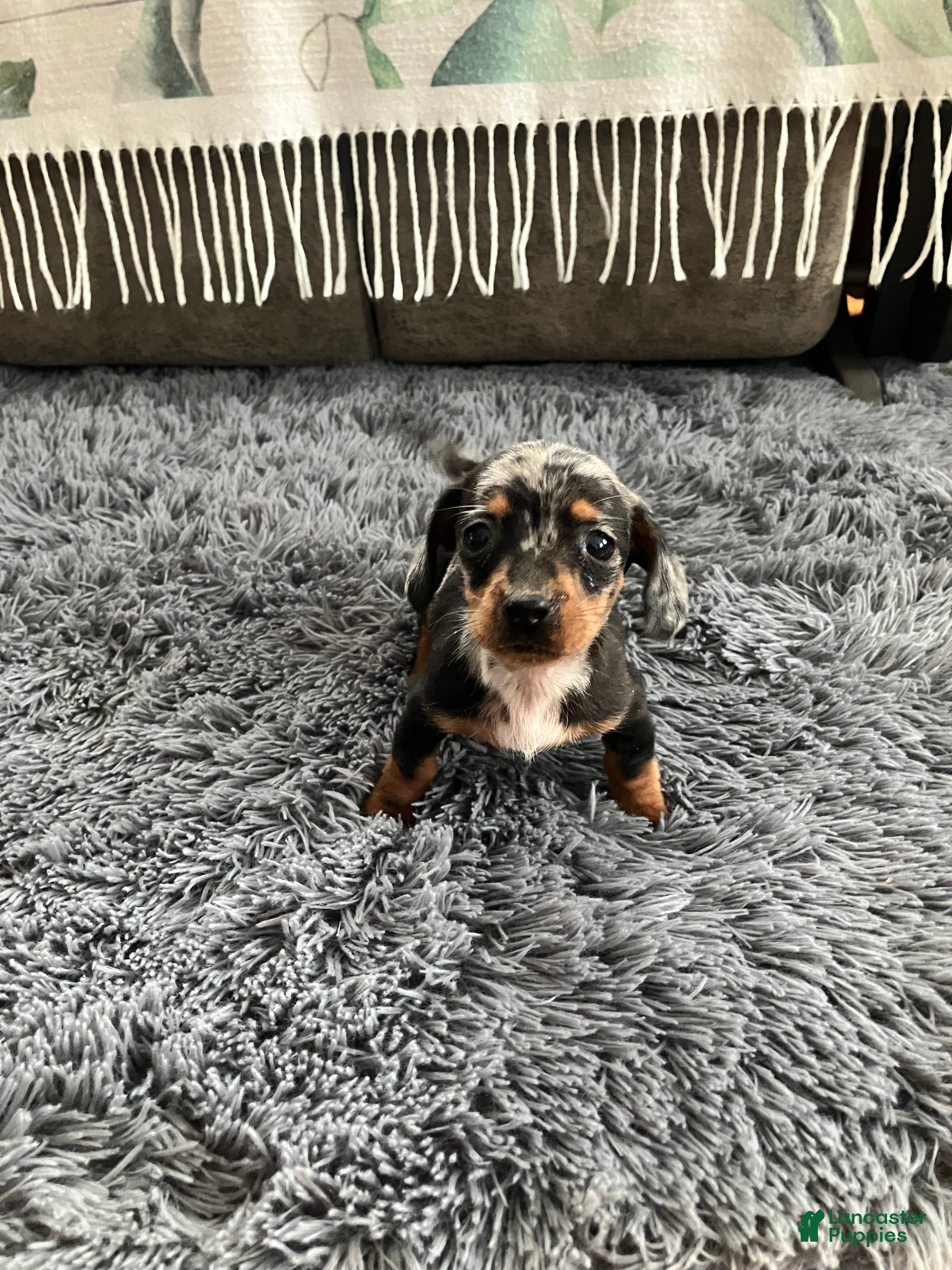 Miniature Dachshund dogs AKC Julianna - Ad 24