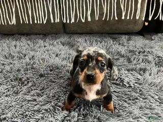 Miniature Dachshund dogs AKC Julianna - Ad 24
