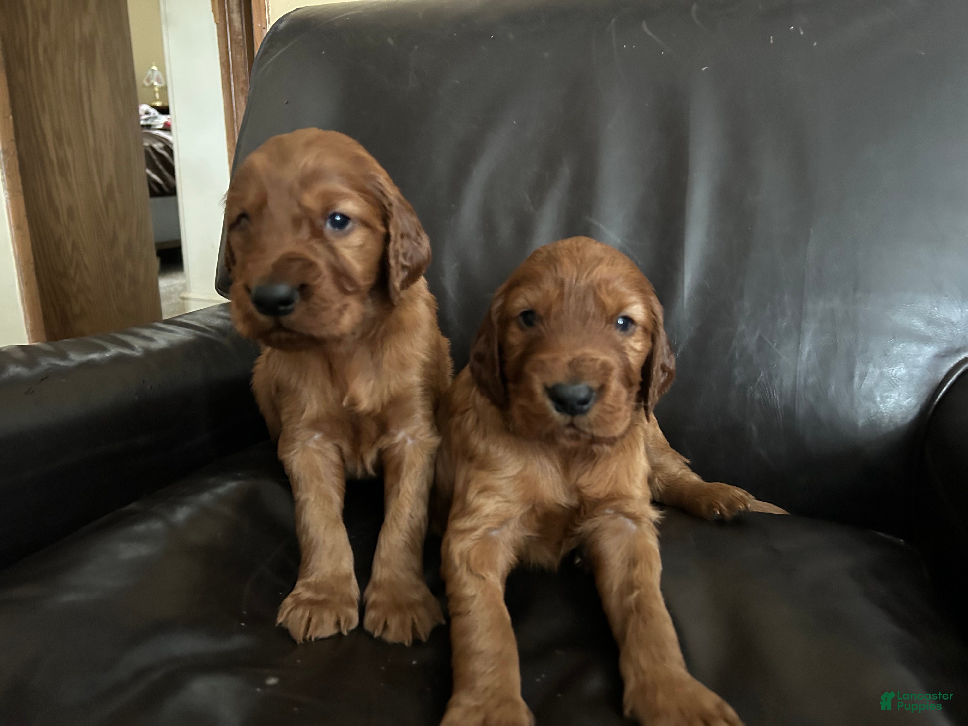 Irish Setter dogs Irish Setter Puppy 1 - Ad 16