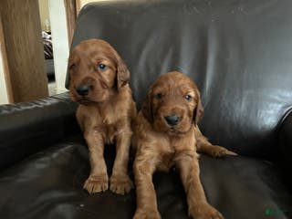 Irish Setter dogs Irish Setter Puppy 1 - Ad 16