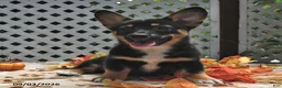 Welsh Corgi Pembroke dogs for sale: Destiny - Ad 5