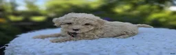 Miniature Poodle dogs for sale: Dolly - Ad 3