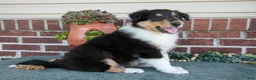 Collie dogs for sale: George - Ad 3