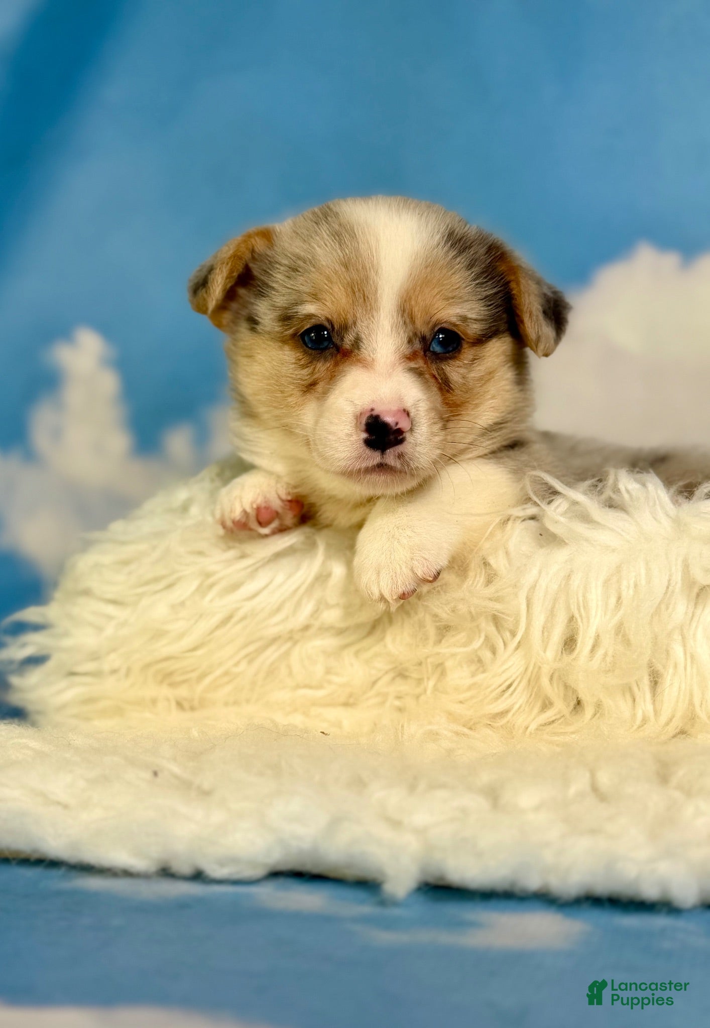Welsh Corgi Pembroke dogs Aca Dozer Bluie Merle with full tail fluffy carrier triple clear - Ad 1