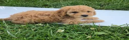 Cavapoo dogs for sale: Pearl - Ad 6
