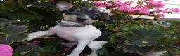 Toy Fox Terrier dogs for sale: Toy Fox Terrier 2 Juno - Ad 4