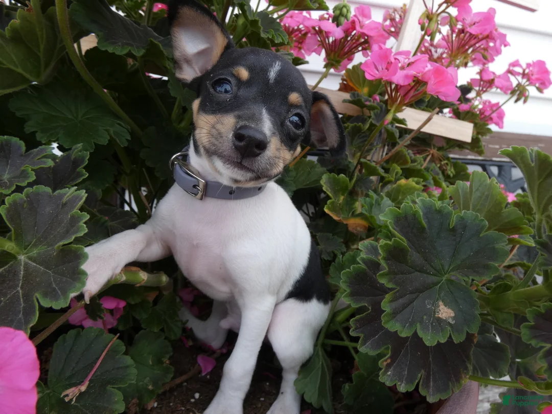 Toy Fox Terrier dogs for sale: Toy Fox Terrier 2 Juno - Ad 4
