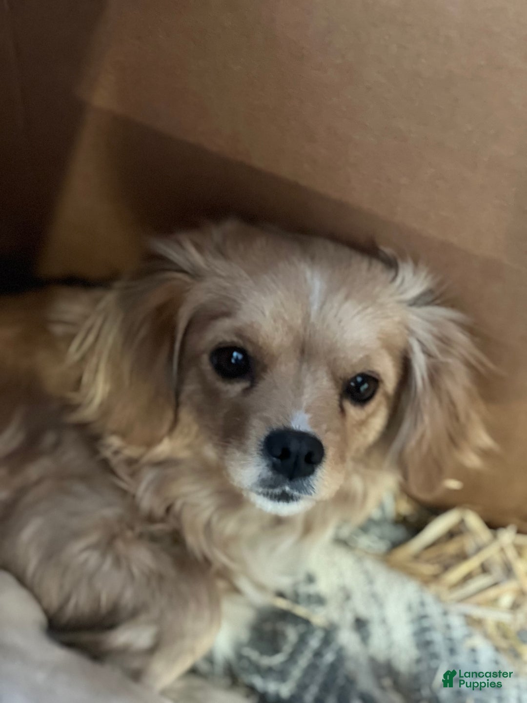 Mixed Breed dogs for sale: Mixed Breed Puppy 4 - Ad 4