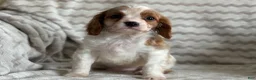 Cavalier King Charles Spaniel dogs for sale: Tommy - Ad 4