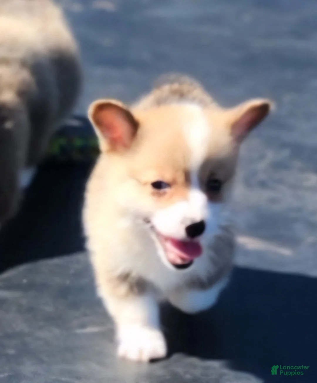 Welsh Corgi Pembroke dogs for sale:  Puppy 3 - Ad 1