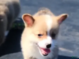 Welsh Corgi Pembroke dogs Puppy 3 - Ad 6