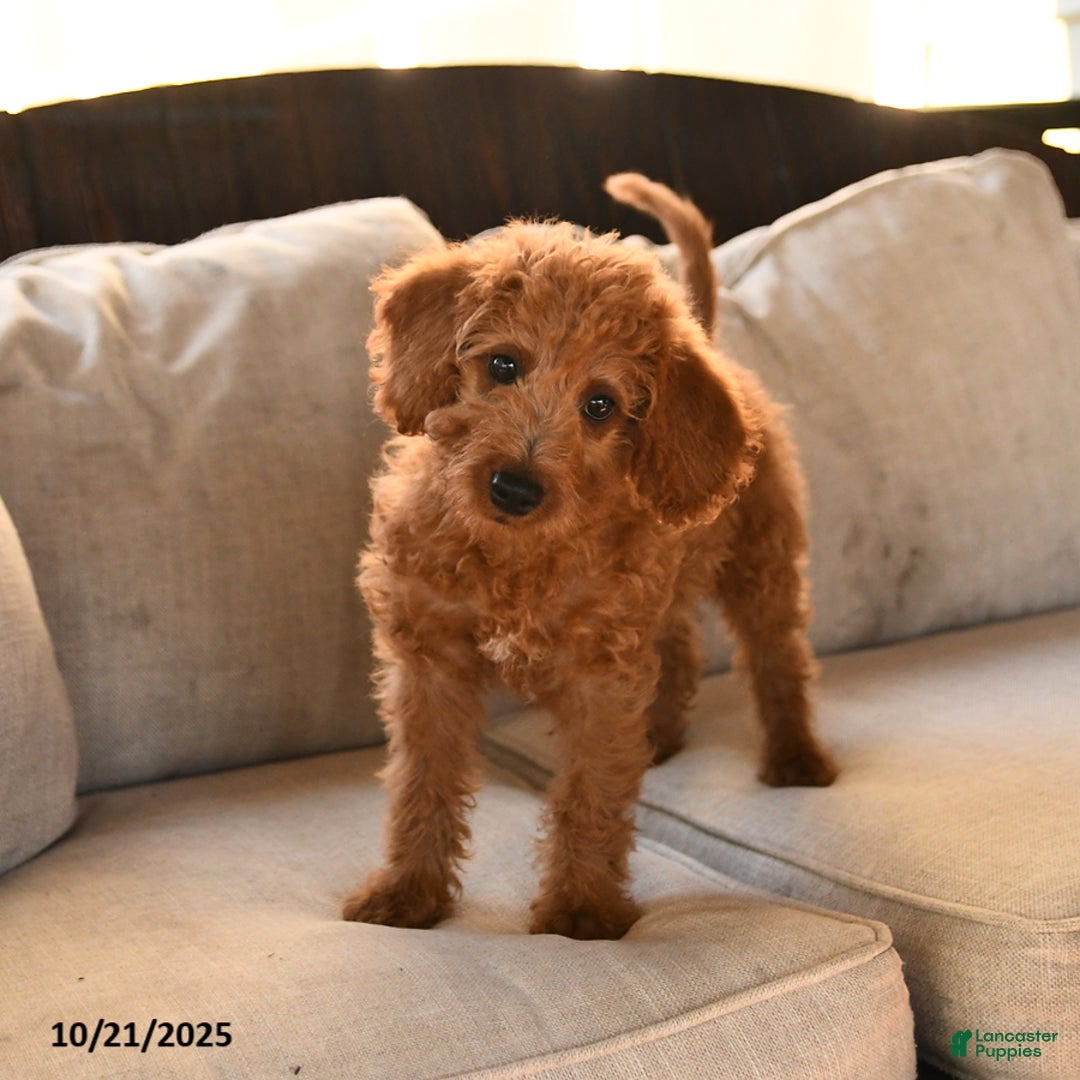 Miniature Labradoodle dogs for sale: Rusty - Ad 6